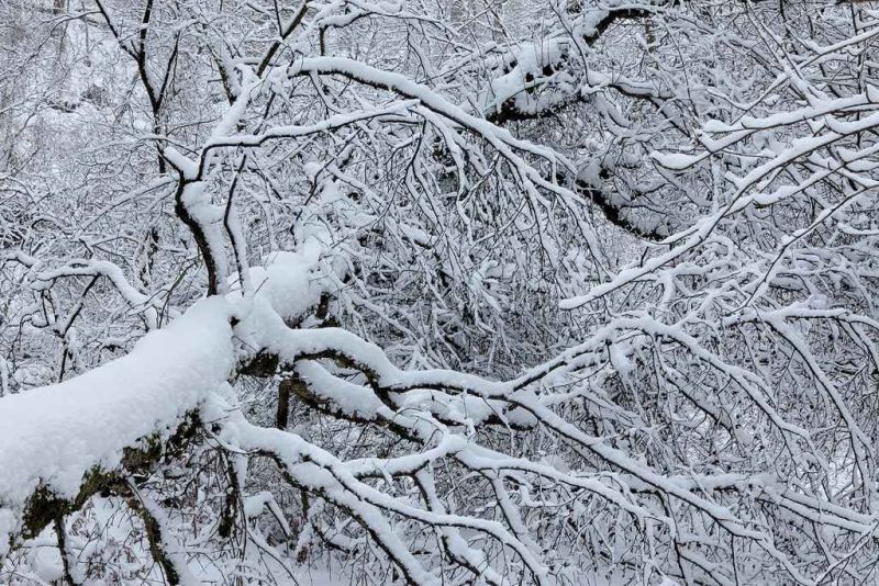 strid wood winter ii.jpg